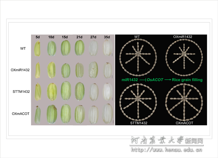 �齫����-�����齫��Ϸ��ص�����ͼ��